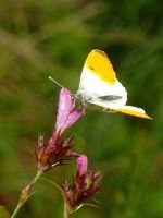 Exkursion in das Ahrtal - 22 Aurorafalter (Anthocharis cardamines) (Bildautor: Wolfgang Ott)